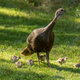 Illustration for article titled Why are people breeding tiny turkeys when chickens exist?